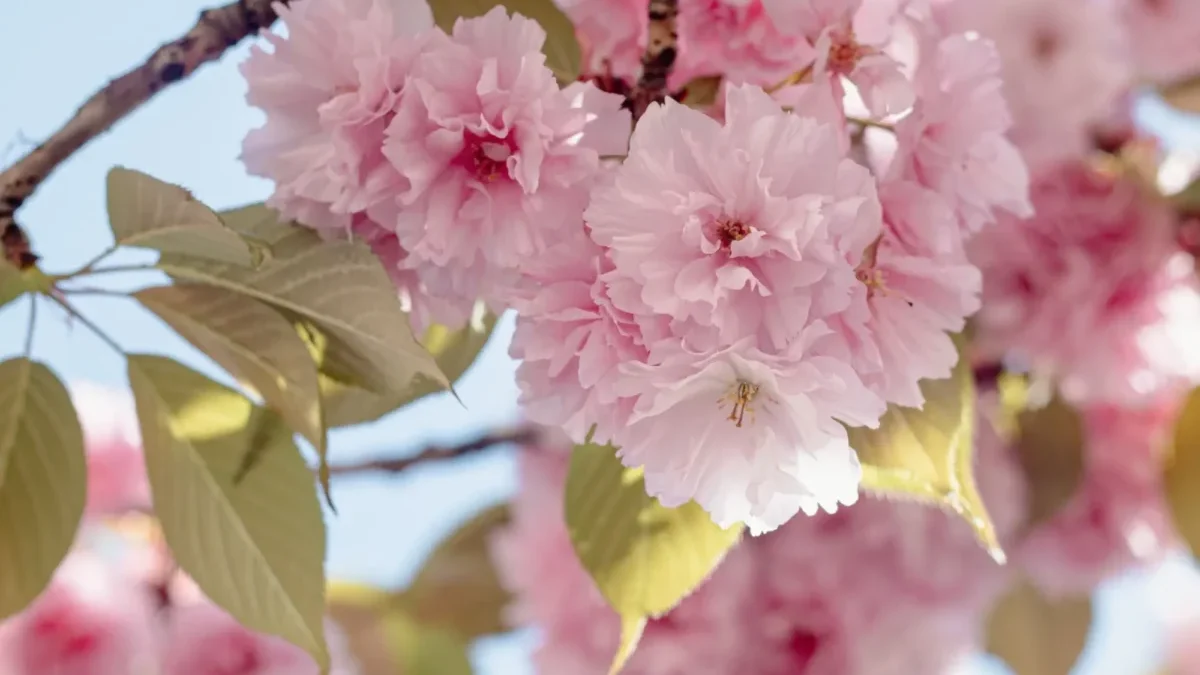 květen - kvetoucí třešeň