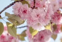 květen - kvetoucí třešeň