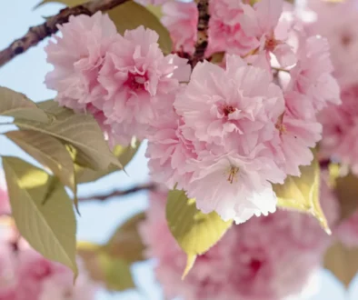 květen - kvetoucí třešeň