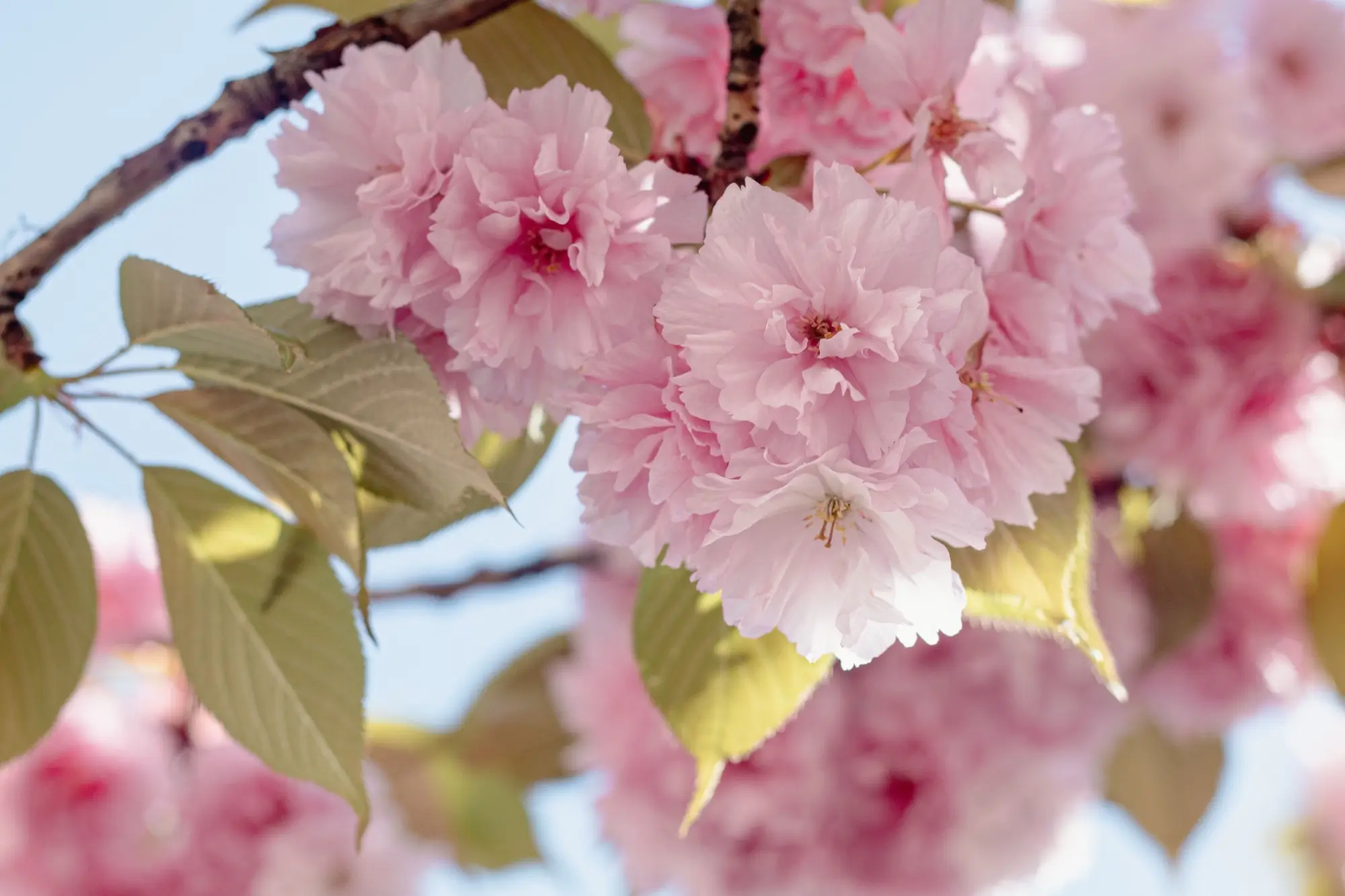 květen - kvetoucí třešeň