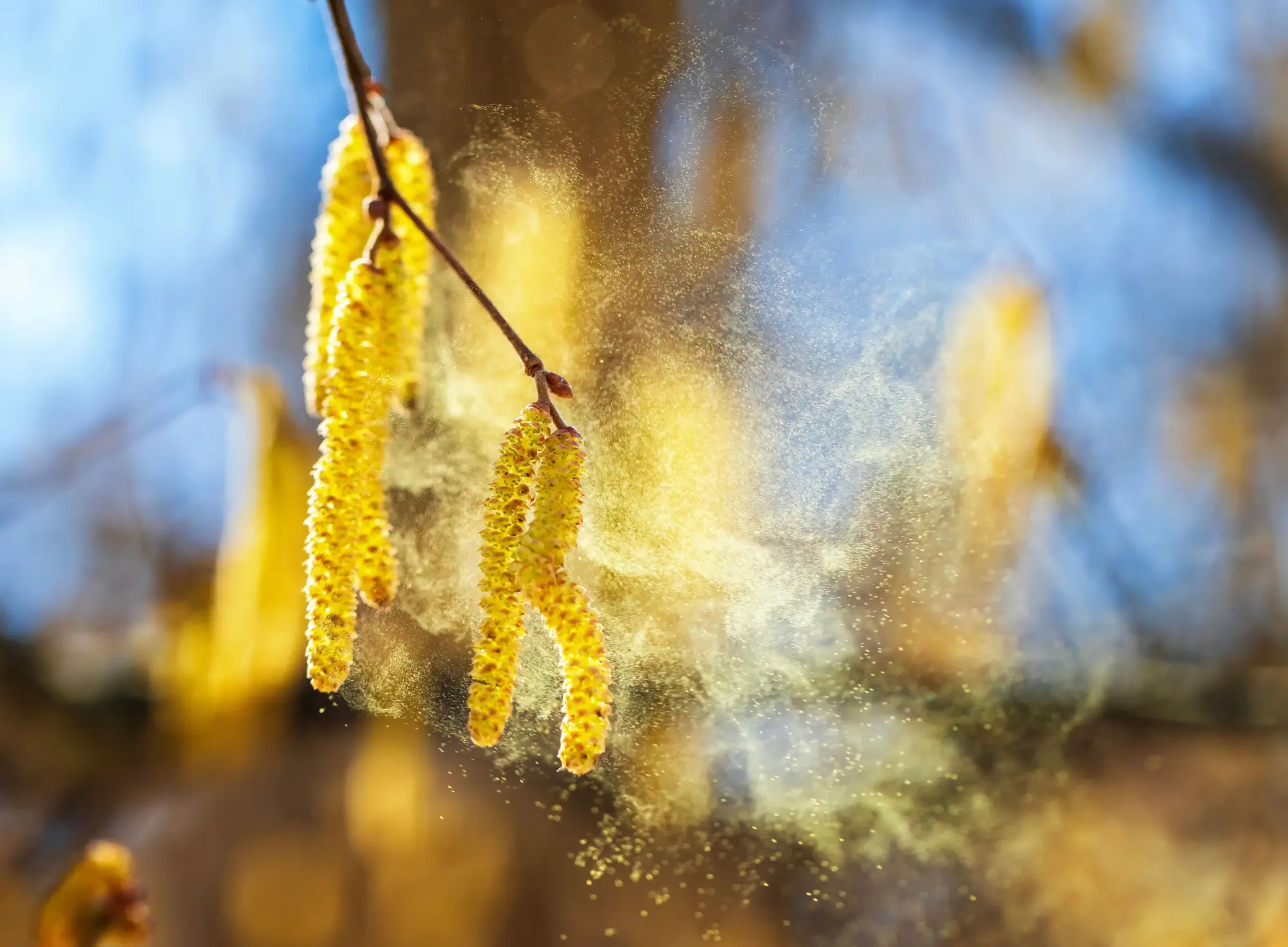 Oblak jemného zlatavého pylu | TVGURU.cz Oblak jemného zlatavého pylu
