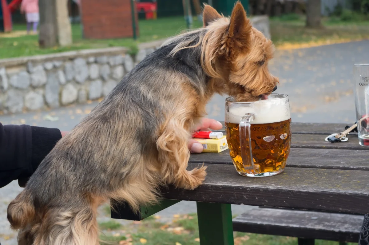 shutterstock_2375967033-2 | TVGURU.cz Pes pije pivo.