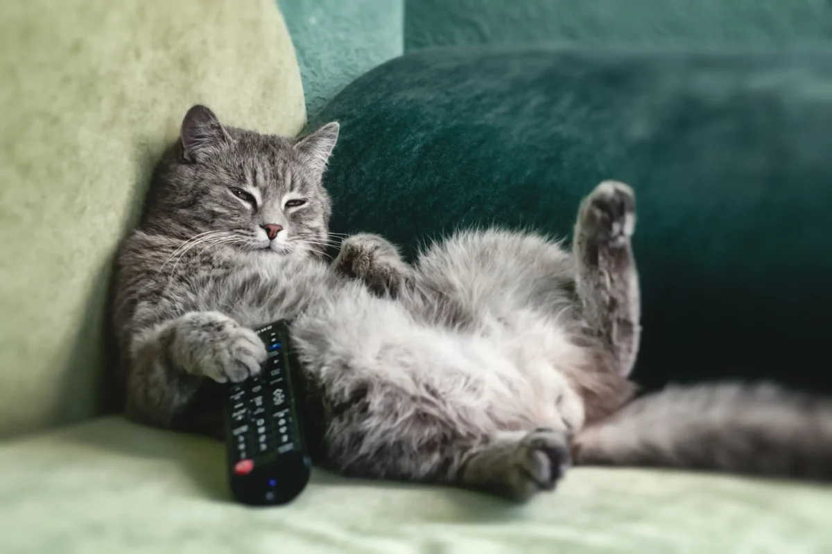 shutterstock_2596609783 | TVGURU.cz Kočka je rozvalená na gauči.