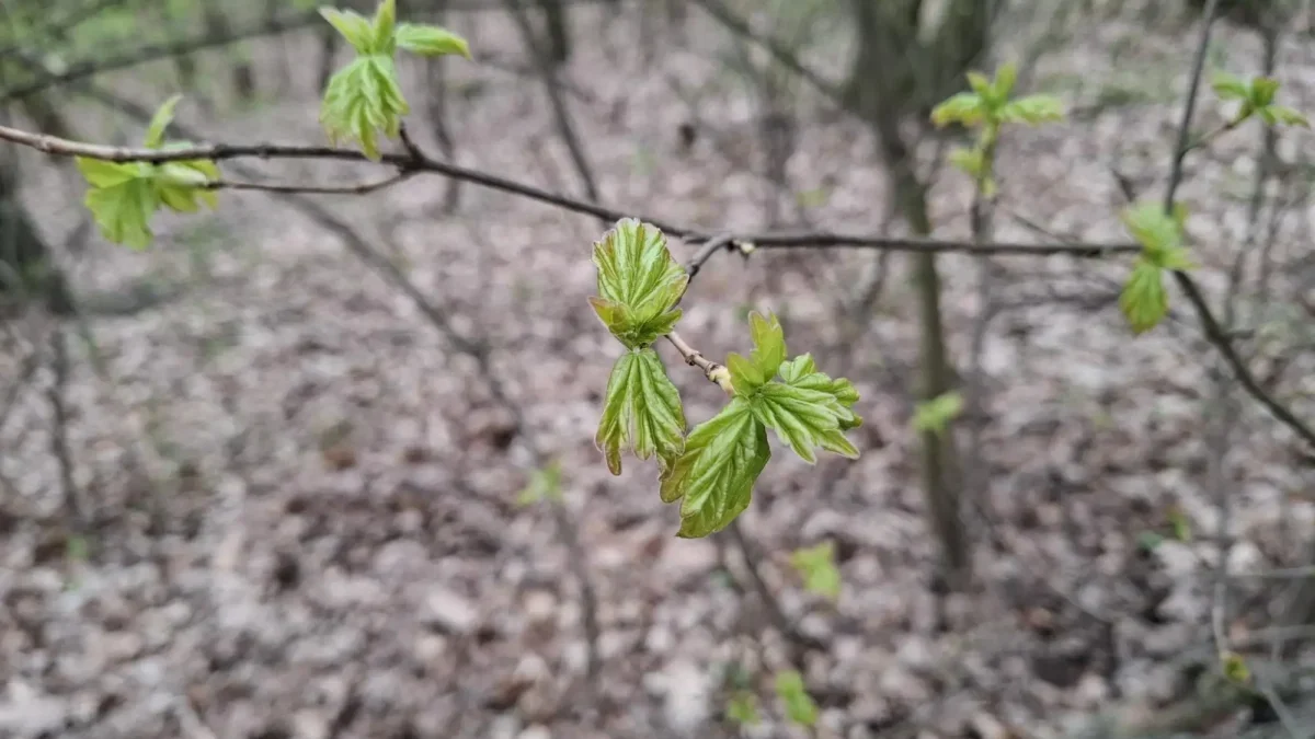 Jaro se přihlásilo svou svěží zelení