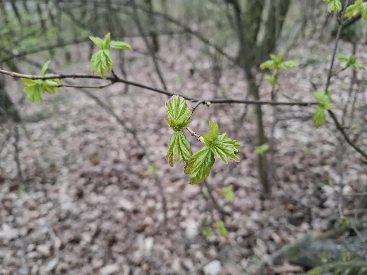 Jaro se přihlásilo svou svěží zelení