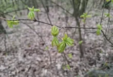 Jaro se přihlásilo svou svěží zelení