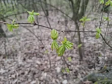 Jaro se přihlásilo svou svěží zelení