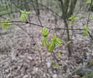 Jaro se přihlásilo svou svěží zelení