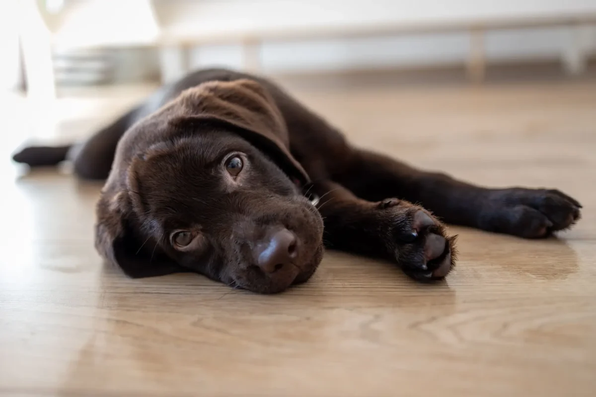 psí oči - štěně