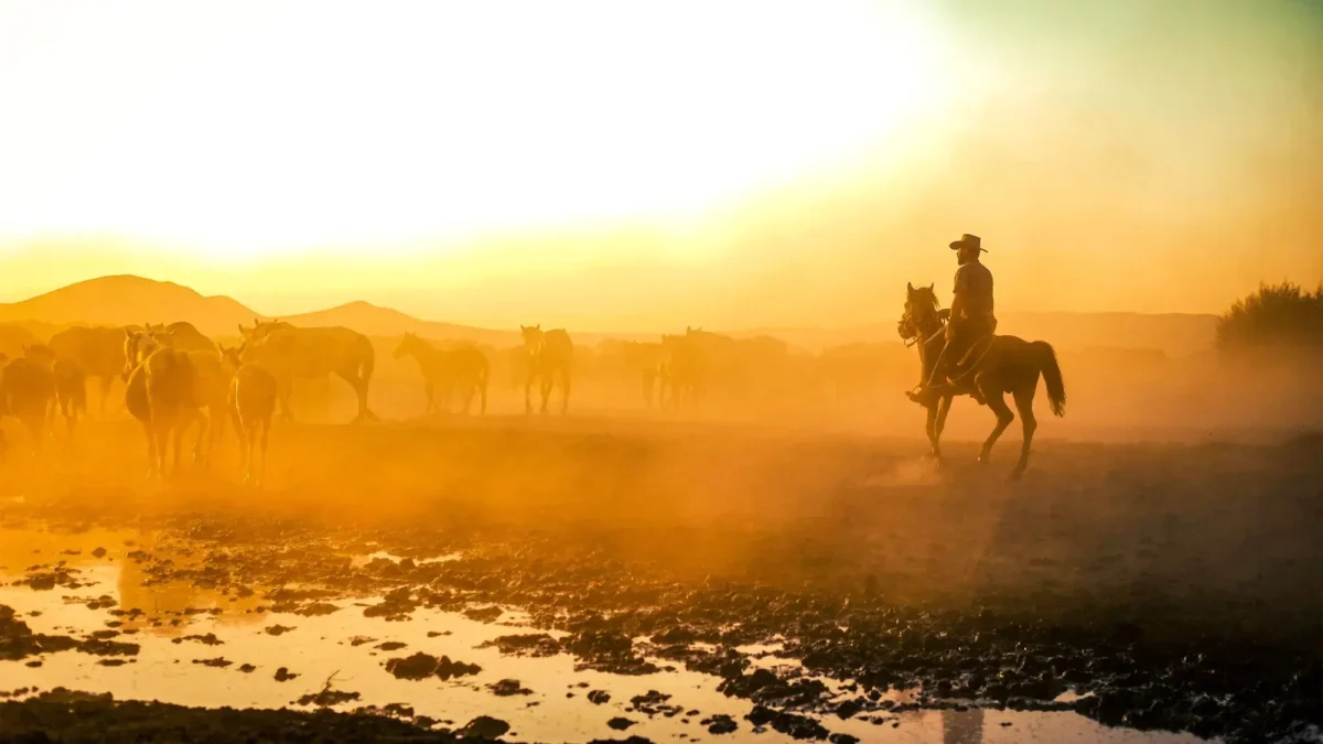 Kovboj hlídá stádo v prašné prérii