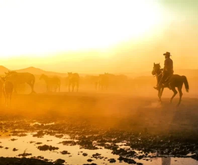 Kovboj hlídá stádo v prašné prérii