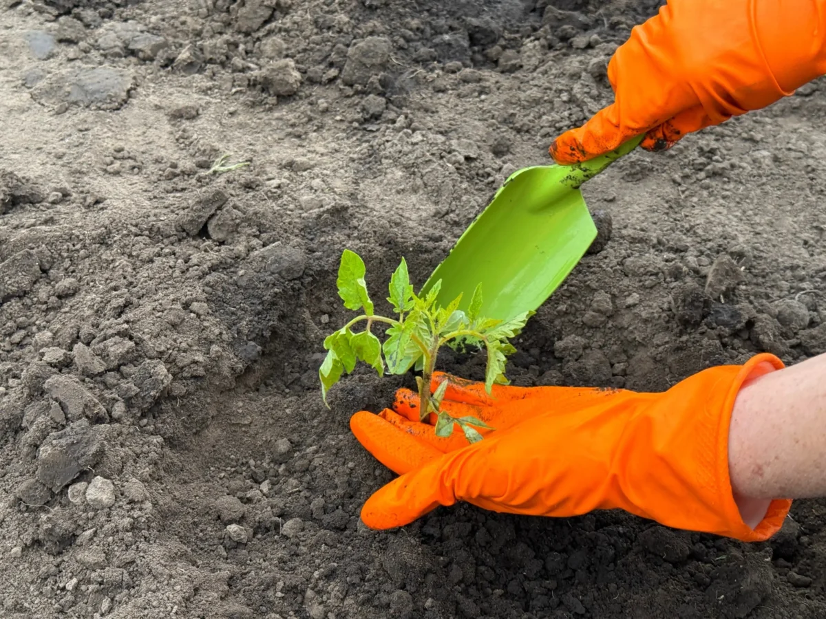 Vysazování rajčat