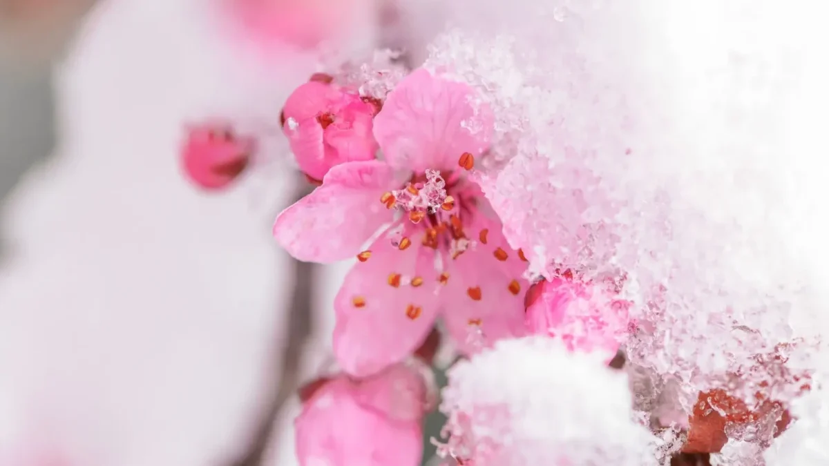 Snad už poslední zimní záchvěv