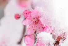 Snad už poslední zimní záchvěv