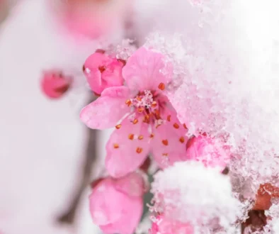 Snad už poslední zimní záchvěv