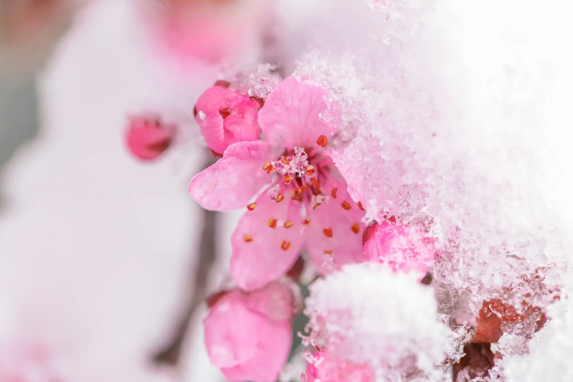 Snad už poslední zimní záchvěv