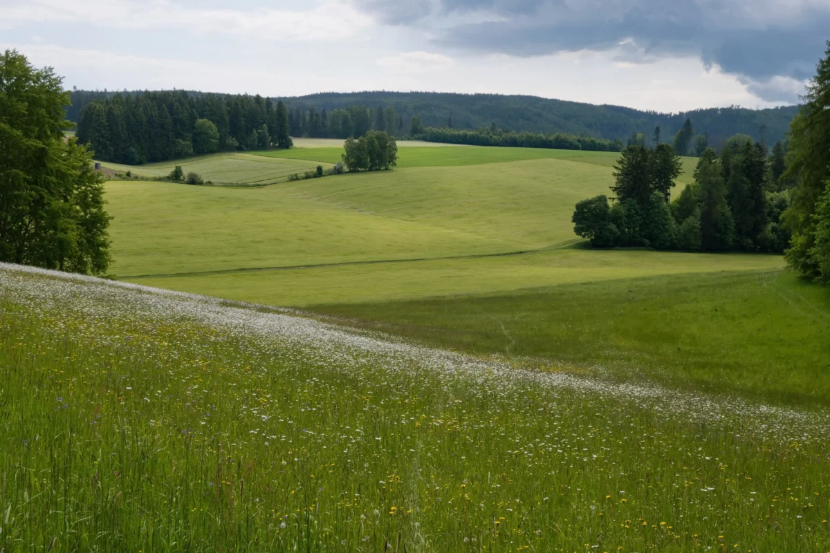 Příroda kolem Brna.