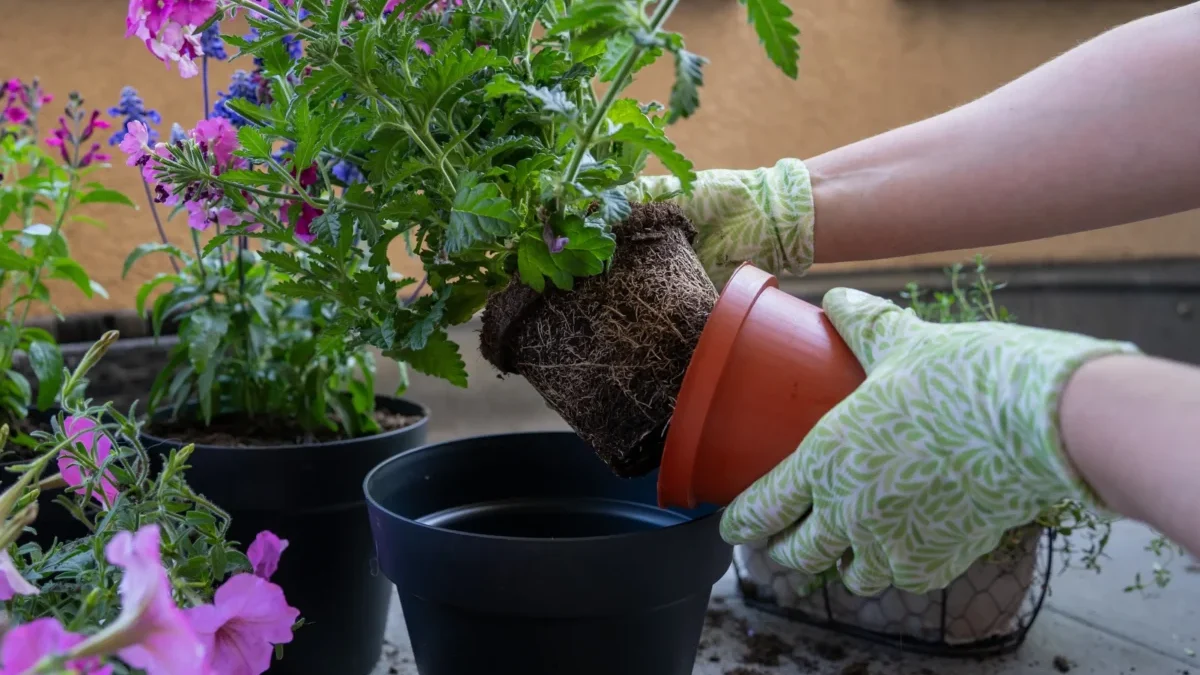 Přesazování rostlinek