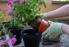 Přesazování rostlinek