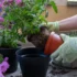 Přesazování rostlinek