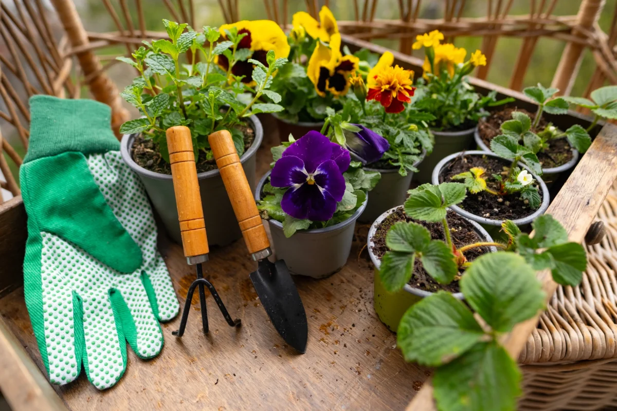 Jahody a fialky jsou v květináčích na balkoně. 