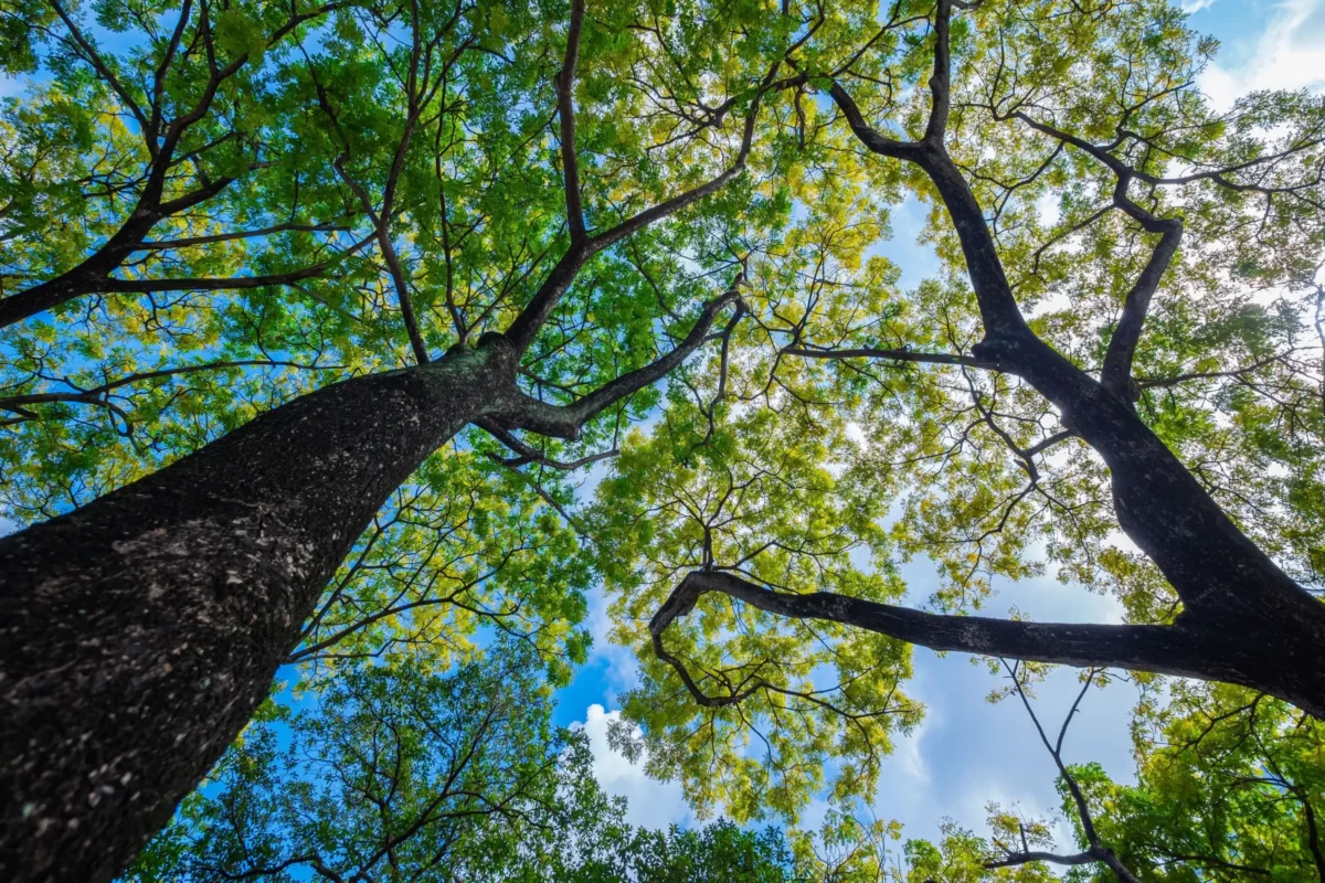 Pohled zespodu na jasan