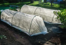 Záhony přikryté folií.