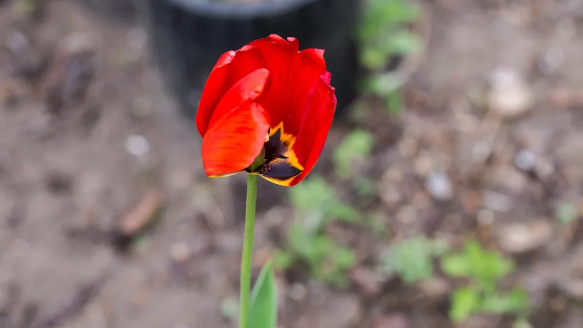 Opadaný tulipán