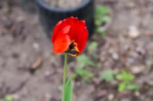 Opadaný tulipán
