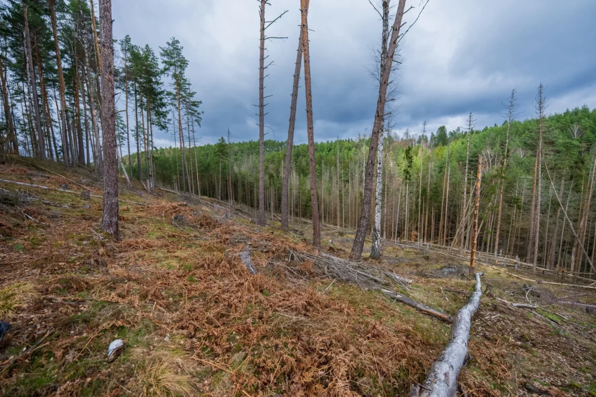 Vyschlá příroda v lese