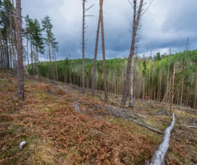 Vyschlá příroda v lese