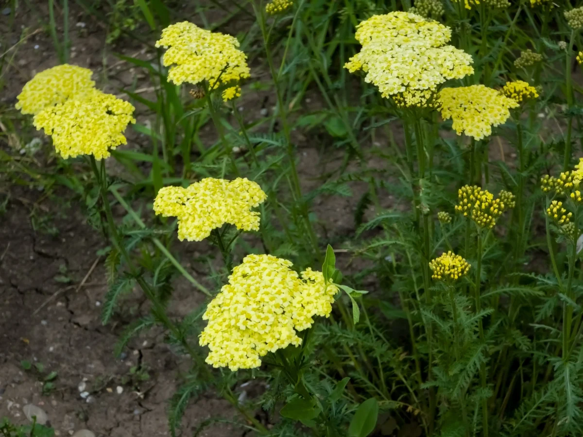 Žlutě kvetoucí rostlina 