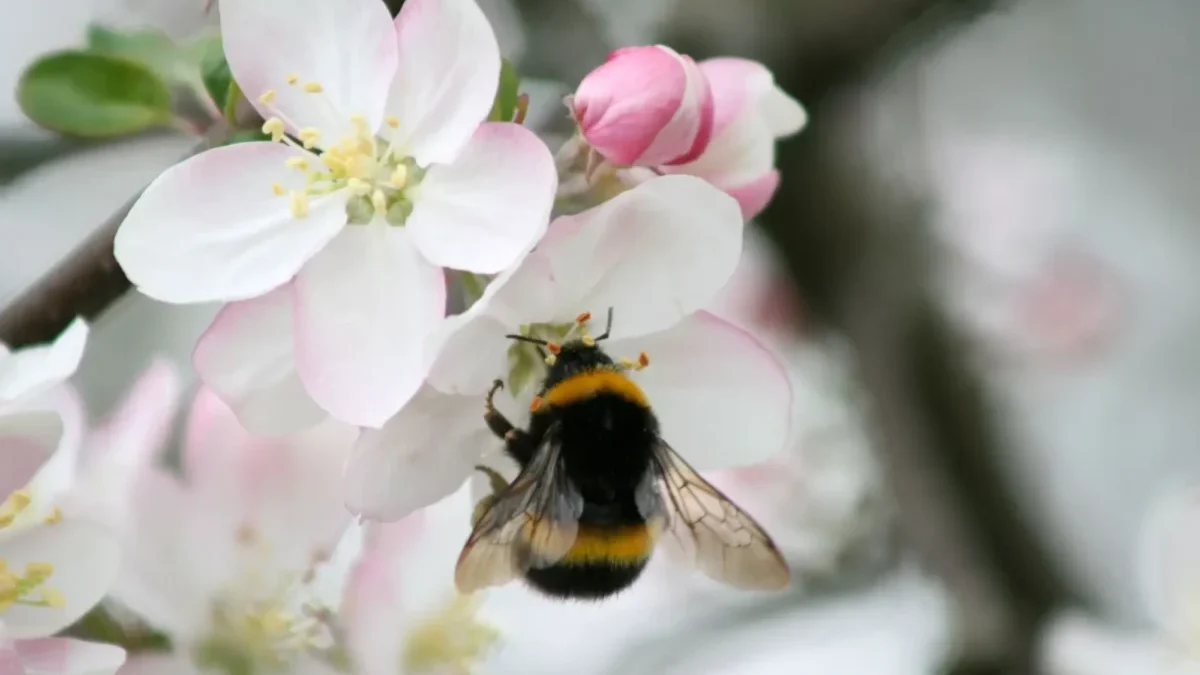 I jabloně vykvetly předčasně. Neublíží jim noční mrazíky?