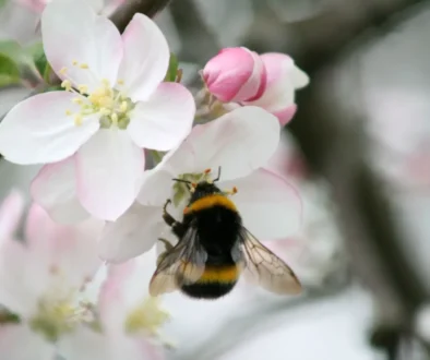 I jabloně vykvetly předčasně. Neublíží jim noční mrazíky?
