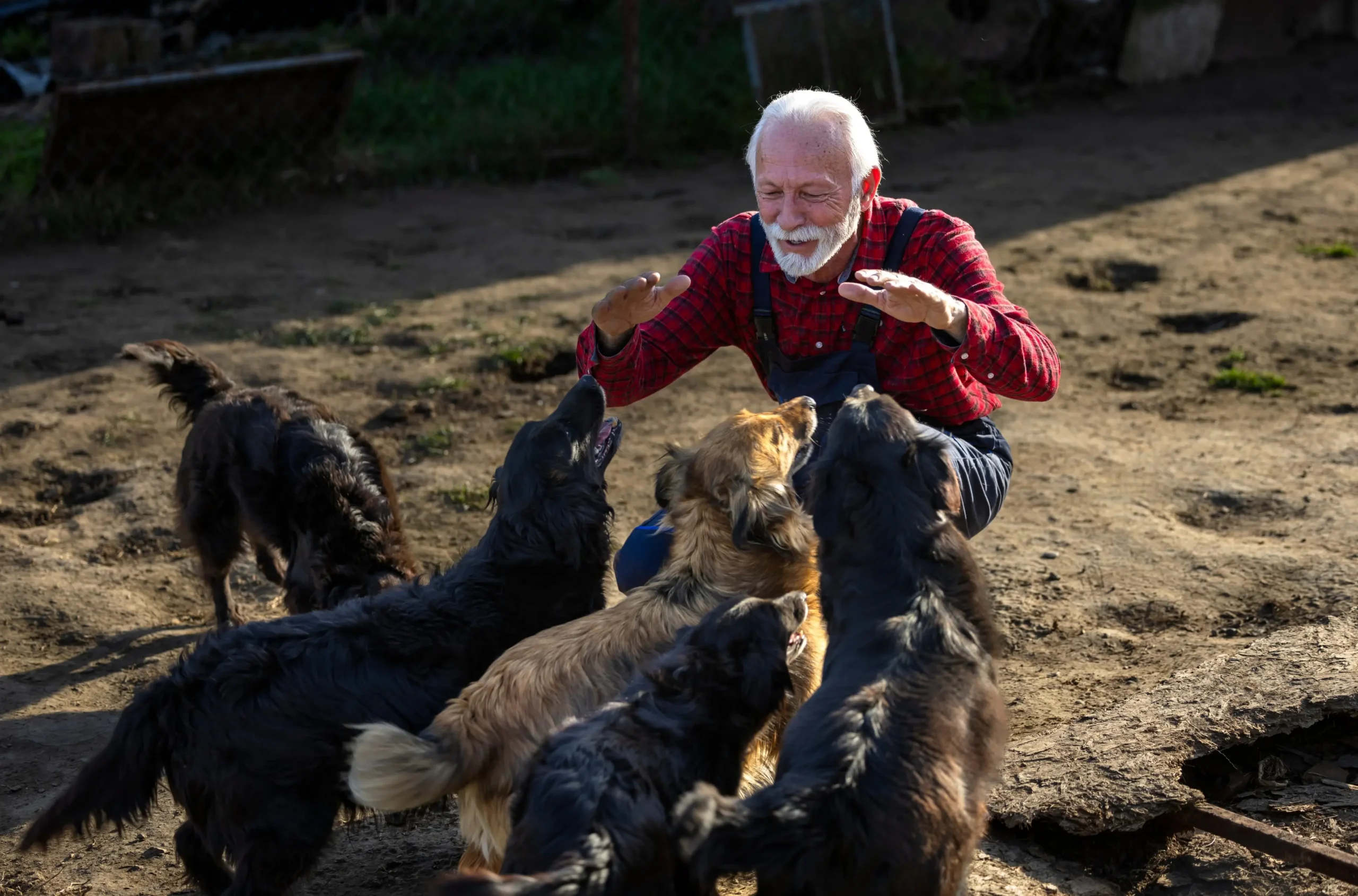 Starší muž se psi.