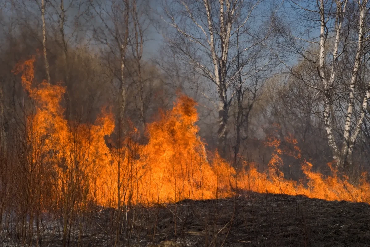 V lese hoří tráva. 