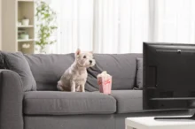 Pejsek sedí s popcornem na gauči.