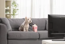 Pejsek sedí s popcornem na gauči.