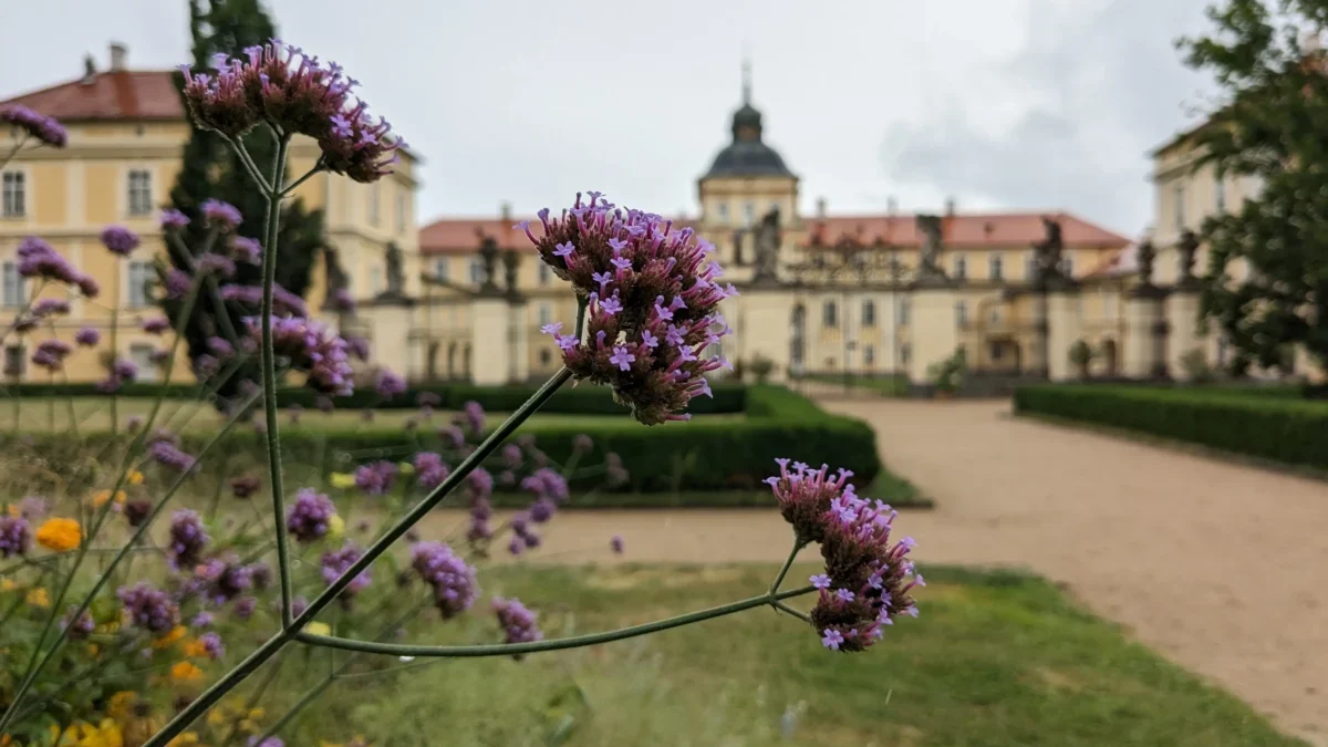Purple flowering stems in foreground with a beige historic building and domed tower in the background.