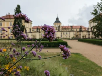 Purple flowering stems in foreground with a beige historic building and domed tower in the background.