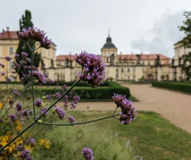 Purple flowering stems in foreground with a beige historic building and domed tower in the background.