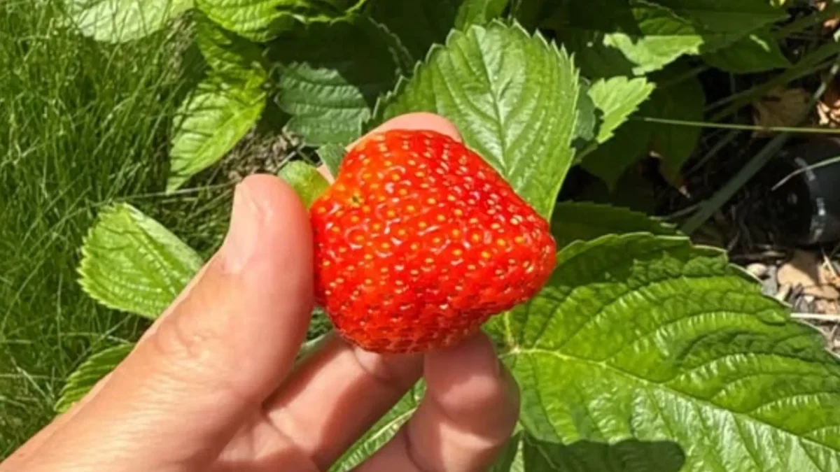 Close-up of a hand holding a large ripe red strawberry among green strawberry leaves in sunlight.
