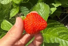 Close-up of a hand holding a large ripe red strawberry among green strawberry leaves in sunlight.