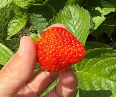Close-up of a hand holding a large ripe red strawberry among green strawberry leaves in sunlight.