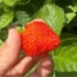 Close-up of a hand holding a large ripe red strawberry among green strawberry leaves in sunlight.