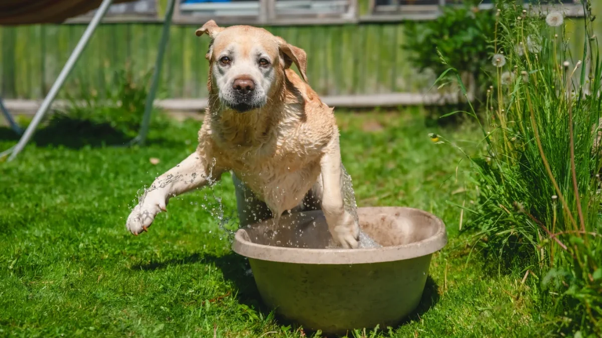 Golden retriever leaping into a large beige tub with water splashing in a sunny grassy yard.