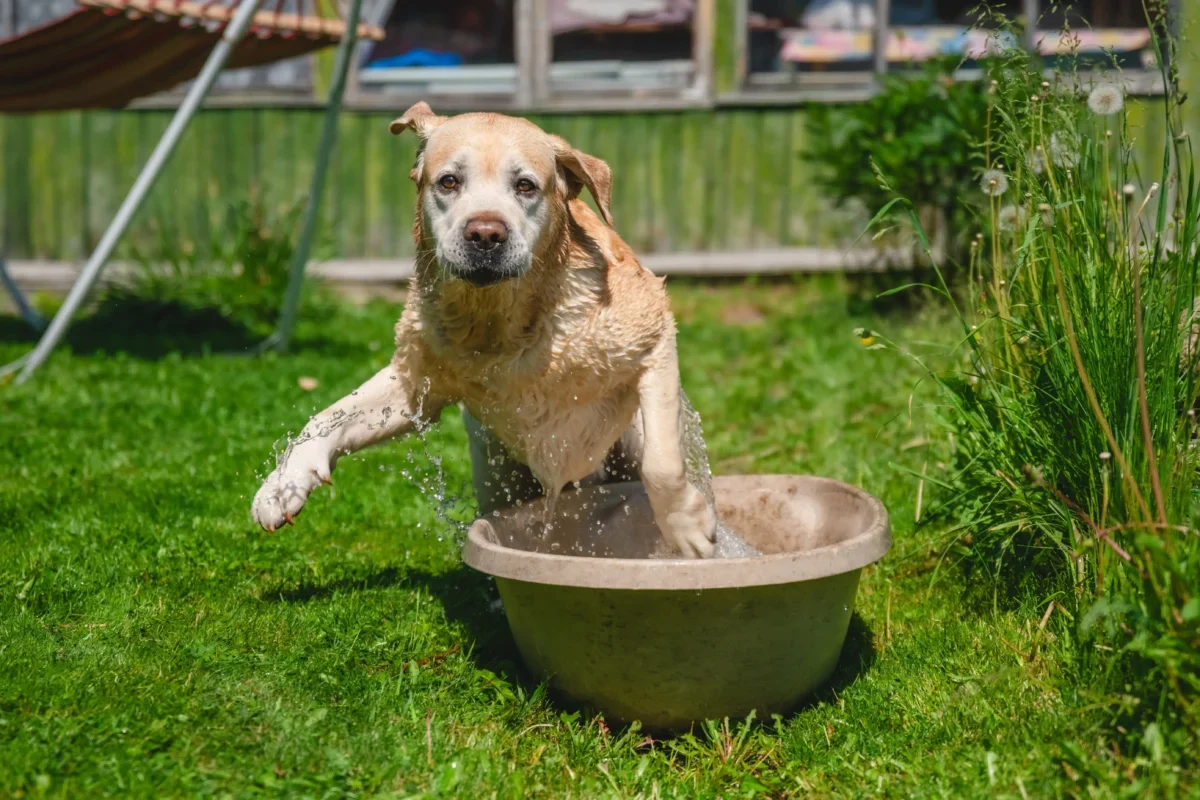 Golden retriever leaping into a large beige tub with water splashing in a sunny grassy yard.