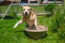 Golden retriever leaping into a large beige tub with water splashing in a sunny grassy yard.