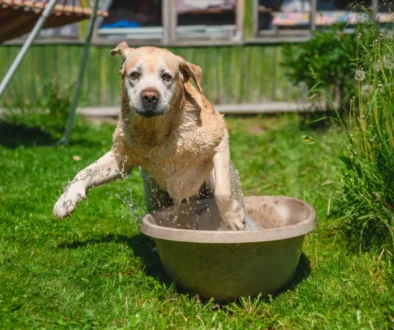 Golden retriever leaping into a large beige tub with water splashing in a sunny grassy yard.