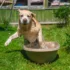 Golden retriever leaping into a large beige tub with water splashing in a sunny grassy yard.